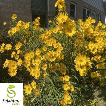 Double Sun Sunflower Seeds - 30+ Heirloom - Large, Bold & Rare Blooms