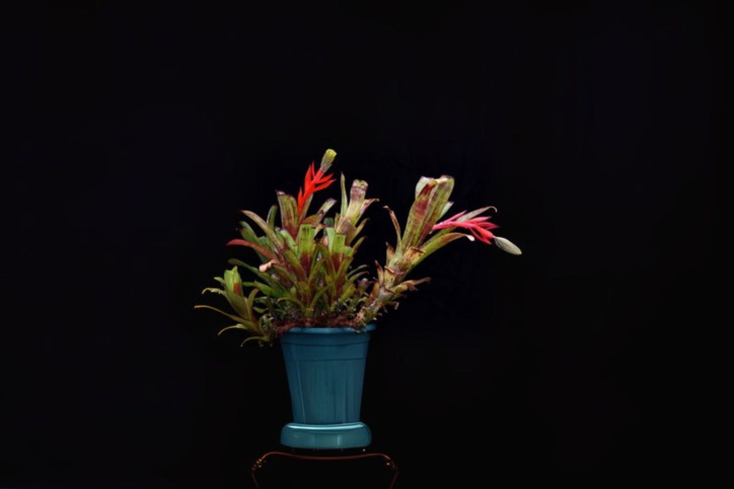 Aechmea Nudicaulis Rubra Plant 6" Pot | Tropical Bromeliad | Indoor/Outdoor Houseplant | Exotic Greenery
