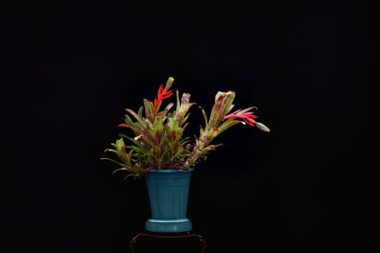 Aechmea Nudicaulis Rubra Plant 6" Pot | Tropical Bromeliad | Indoor/Outdoor Houseplant | Exotic Greenery