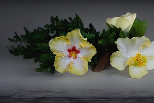Tropical Hibiscus Live Plant - Evangeline, Yellow White Pink Ruffled Flower - Hibiscus rosa-sinensis - Starter Size, 4 Inch Root Zone