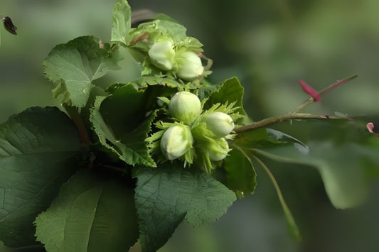 Common Filbert Hazelnut Hazelnut (Corylus avellana)