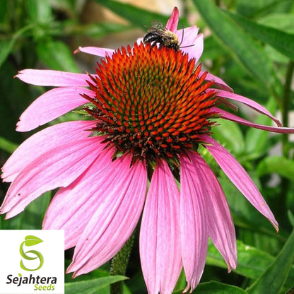 Purple Coneflower Seeds - 200+ Echinacea, Perennial, Wildflower & Pollinator-Friendly