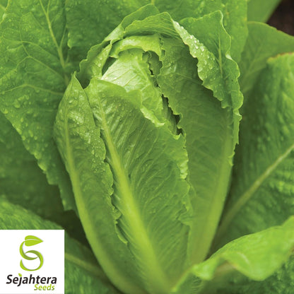 1000 Summer Bibb Lettuce Seeds - Non-GMO, Tender & Crisp Greens