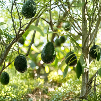 Grafted Hass Avocado Tree – Persea americana Live Fruit Tree | Approx. 36 Inches Tall | 3-Gallon Size (Ships Bare Root)  Premium California Variety | Self-Pollinating | Creamy Nutty Flavor