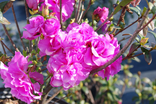 Amelia Rose Azalea Rhododendron | Deciduous Starter Plant
