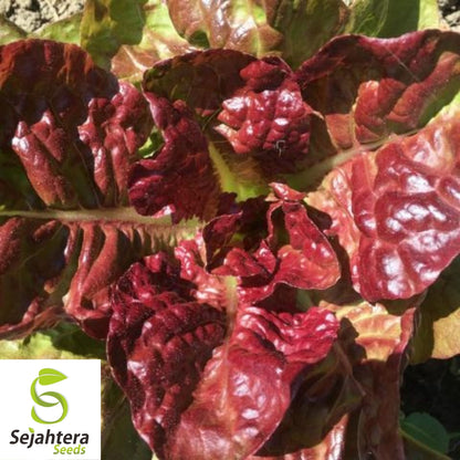 Lettuce Seeds 600+ | Merveille des Quatre Saisons French Heirloom NON-GMO