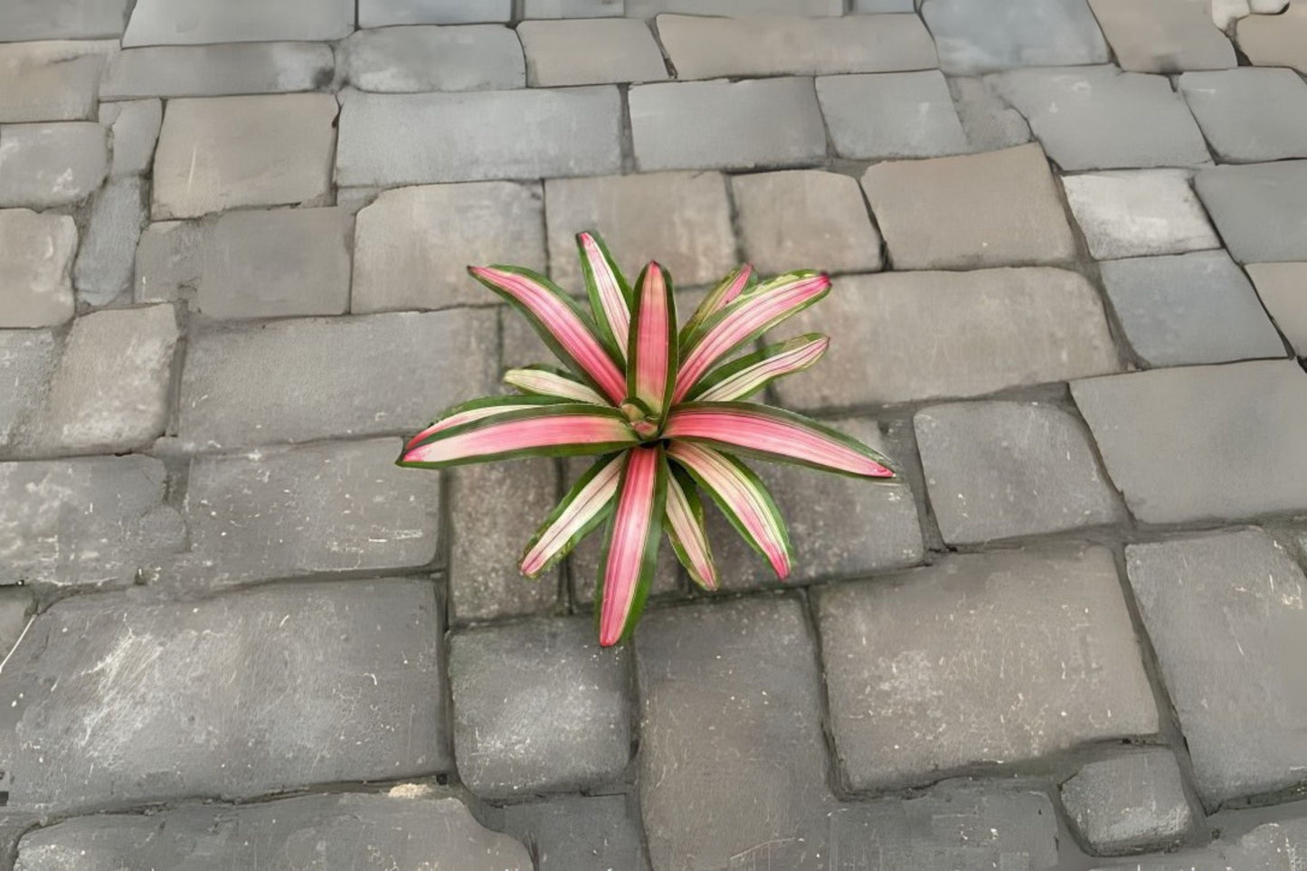 Neoregelia Magnifica 6" Pot | Tropical Bromeliad Plant | Live Houseplant | Indoor Plant Care