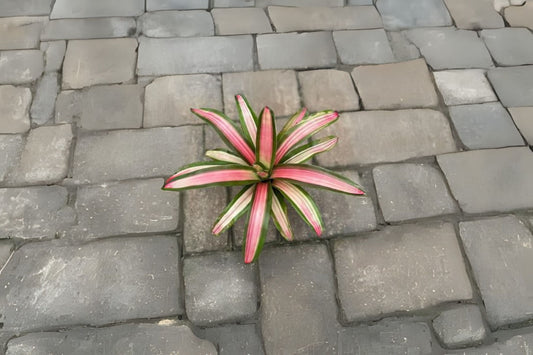 Neoregelia Magnifica 6" Pot | Tropical Bromeliad Plant | Live Houseplant | Indoor Plant Care