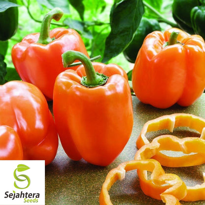 Coral Bell Orange Sweet Pepper Seeds 30+ | NON-GMO Vegetable Garden USA
