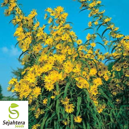 Double Sun Sunflower Seeds - 30+ Heirloom - Large, Bold & Rare Blooms