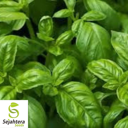 Lemon Basil Seeds - 1000+ Organic Heirloom Herb - Non-GMO - Citrusy & Fragrant