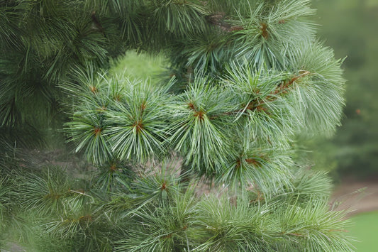 Chinese Pinenut Korean Pine (Pinus koraiensis)