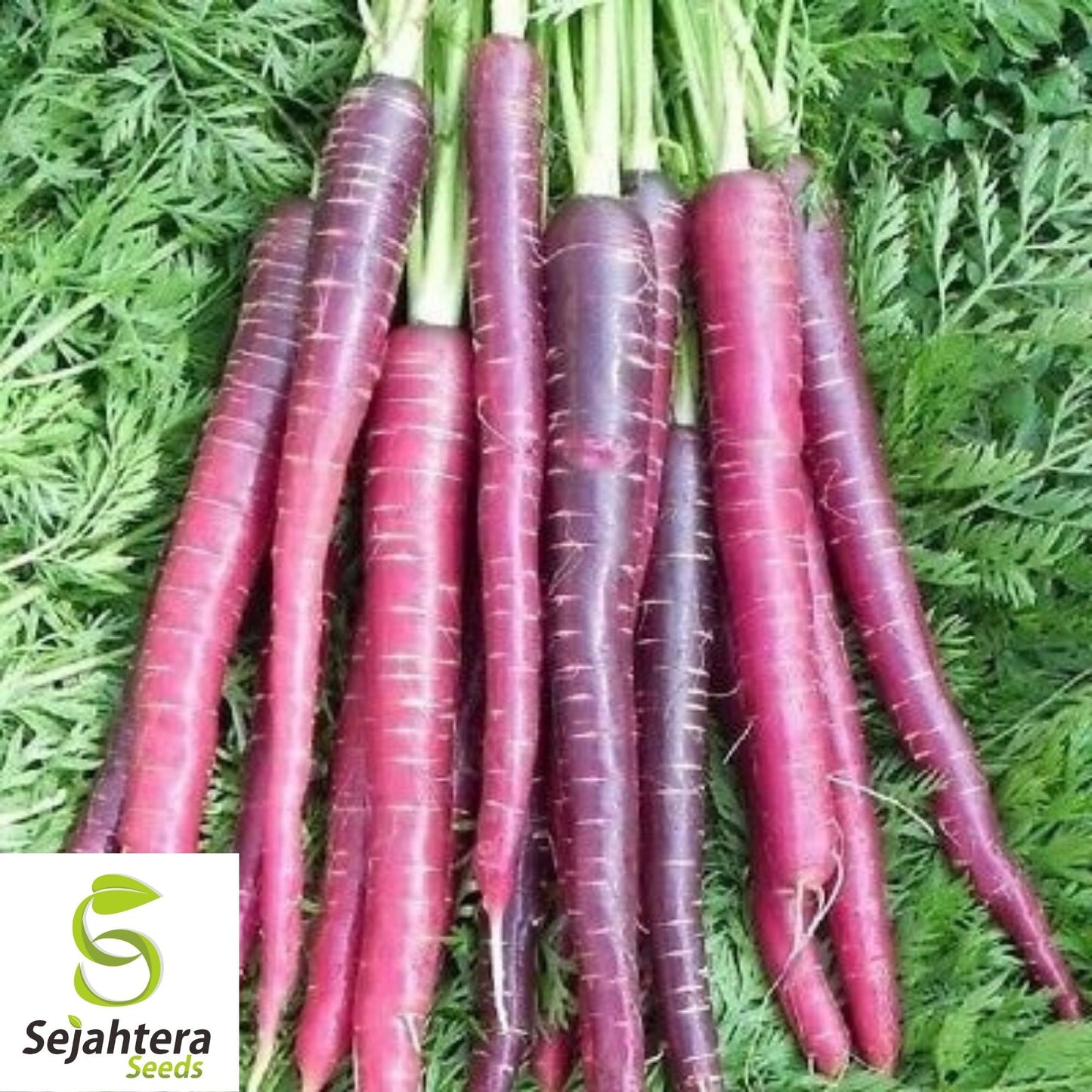 Cosmic Purple Carrot Seeds 500+ | NON-GMO Heirloom Vegetable Garden USA