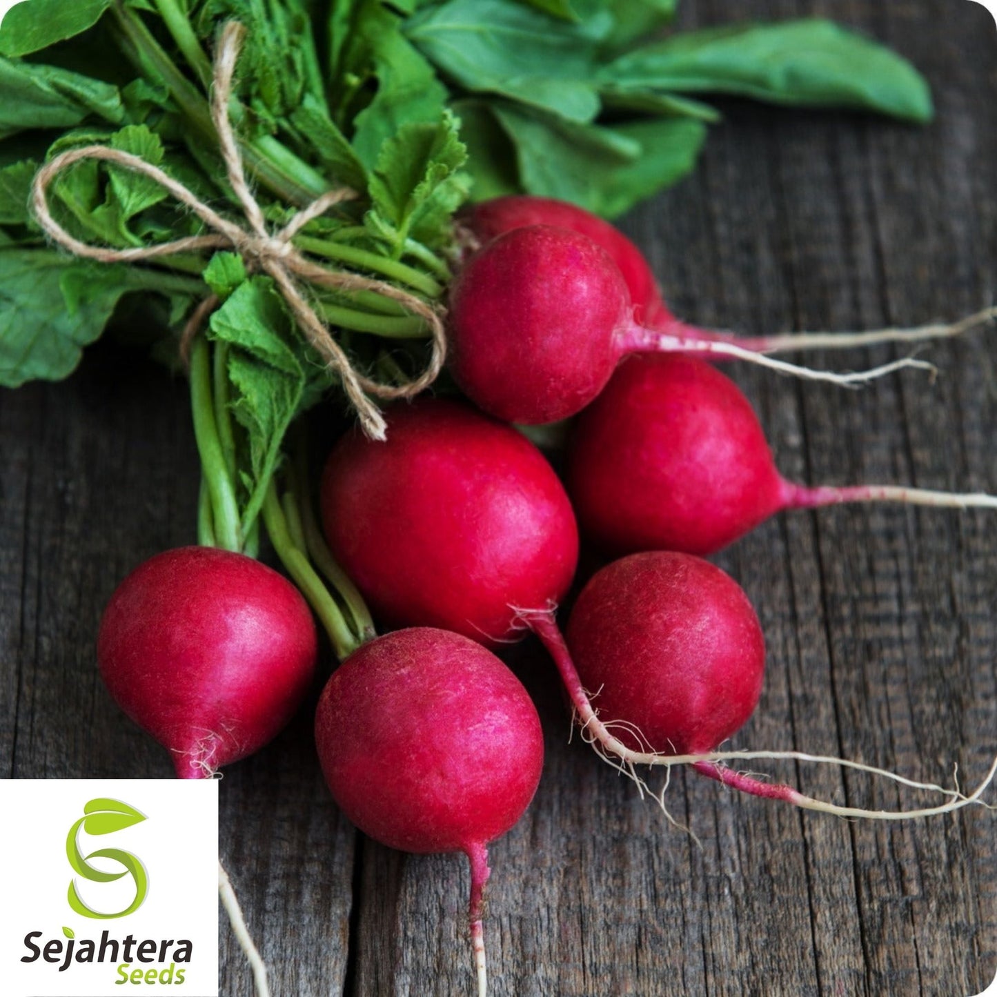 Champion Radish Seeds 250 Ct | Heirloom Vegetable Garden NON-GMO USA