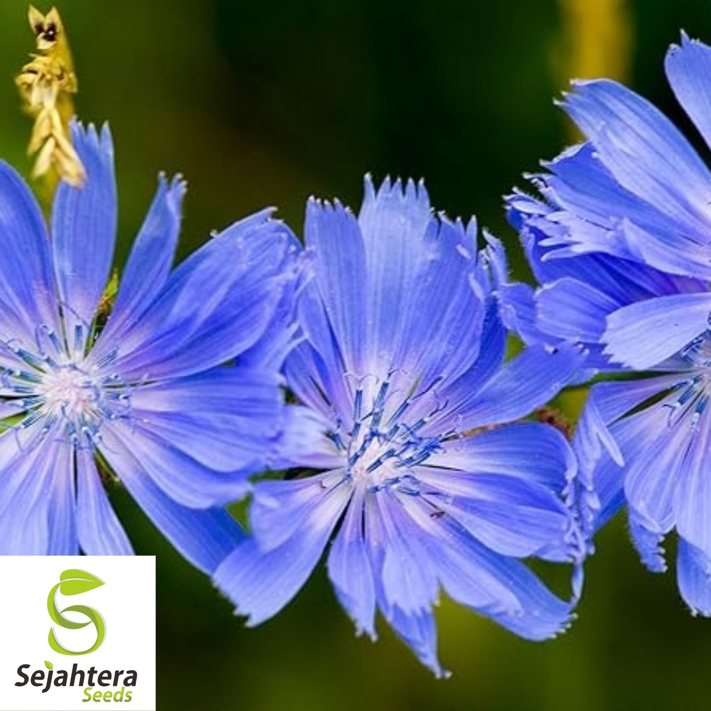 Chicory Cichorium intybus Seeds 300+ | Blue Dandelion NON-GMO Herb USA