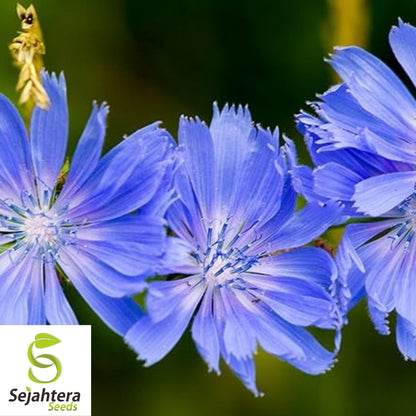 Chicory Cichorium intybus Seeds 300+ | Blue Dandelion NON-GMO Herb USA