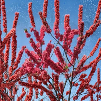 Peach ‘Red Baron’ – Prunus persica Live Tree | 2–3 Feet Tall | Ships in 3 Gallon Pot  Freestone Variety | Double Red Spring Blossoms | Sweet Juicy Fruit