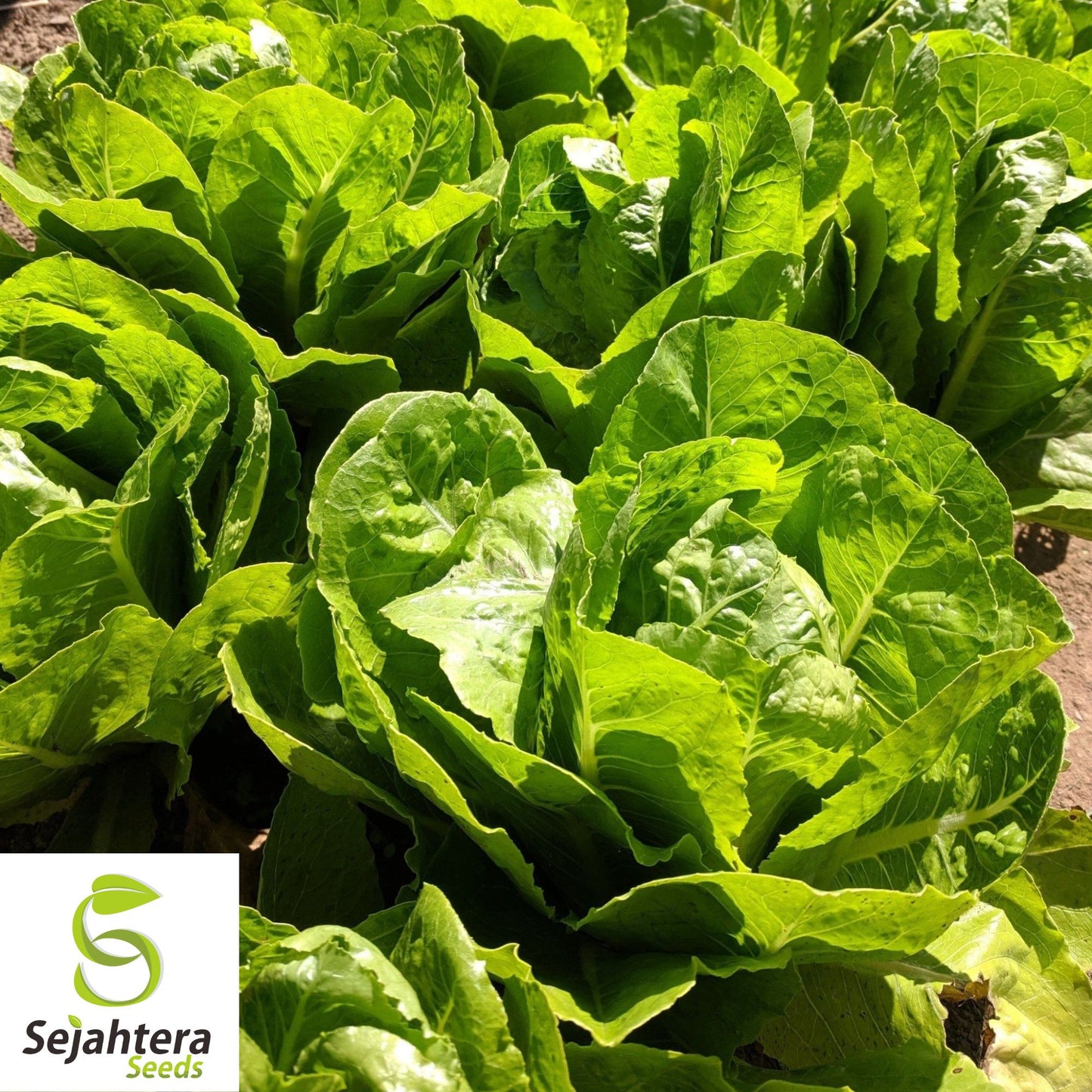 1000 Summer Bibb Lettuce Seeds - Non-GMO, Tender & Crisp Greens