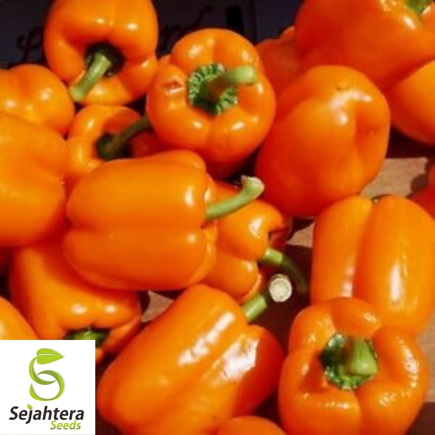 Coral Bell Orange Sweet Pepper Seeds 30+ | NON-GMO Vegetable Garden USA