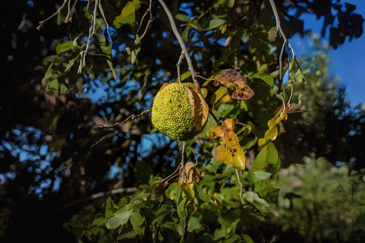Bodark Bois Darc Hedge Apple Horse Osage Orange (Maclura pomifera)