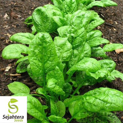 150+ Giant Noble Spinach Seeds - Non-GMO, Heirloom & Nutritious Green