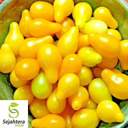 30 Yellow Pear Tomato Seeds - Non-GMO, Sweet & Vibrant Heirloom Variety