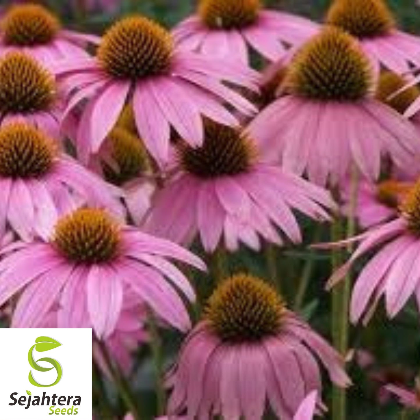 Purple Coneflower Seeds - 200+ Echinacea, Perennial, Wildflower & Pollinator-Friendly