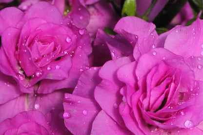 Amelia Rose Azalea Rhododendron | Deciduous Starter Plant