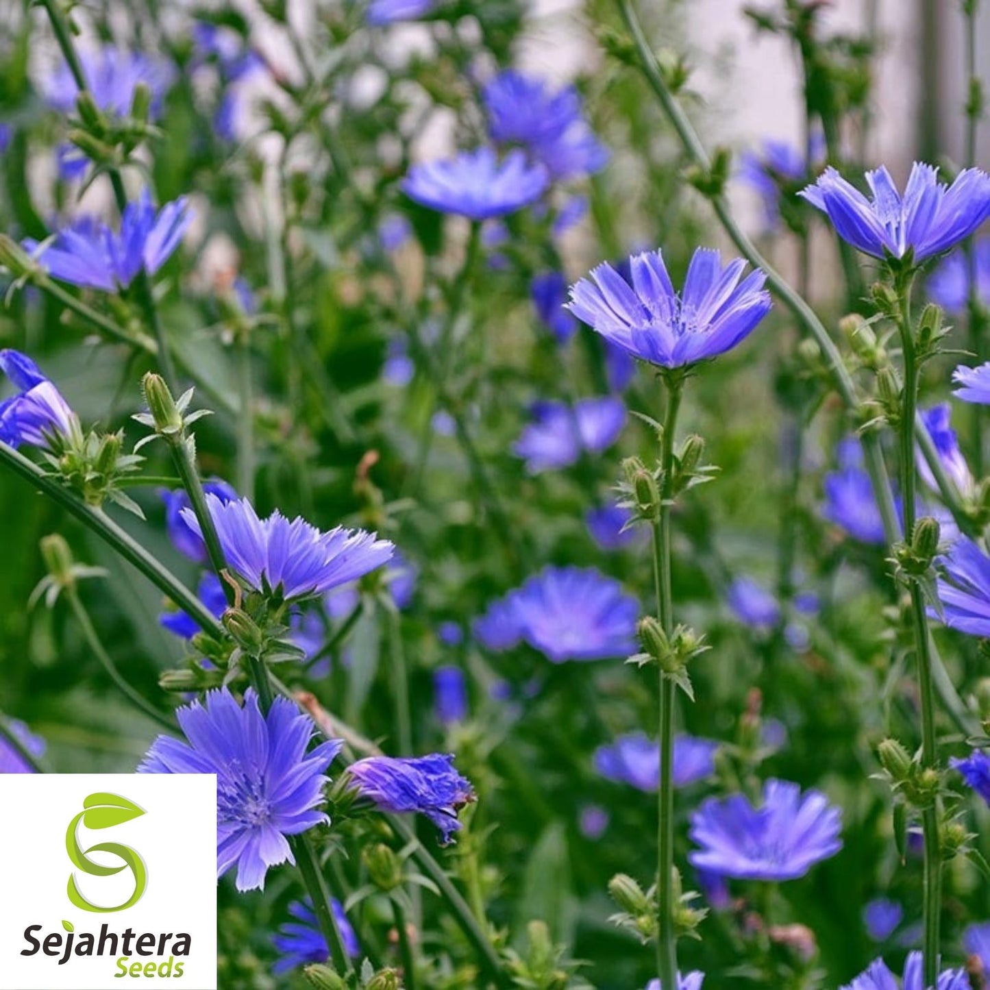 Chicory Cichorium intybus Seeds 300+ | Blue Dandelion NON-GMO Herb USA