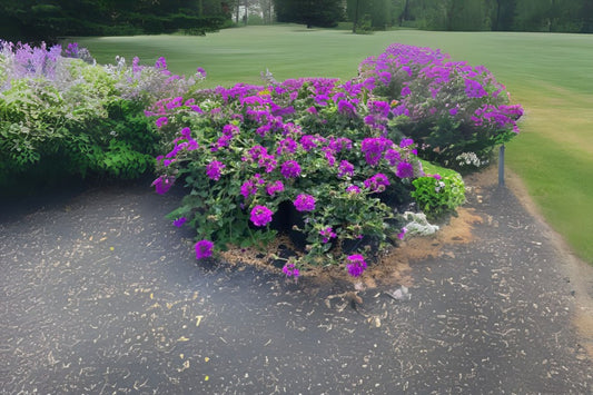 Homestead Purple Trailing Verbena Plant - Live Perennial Groundcover - Verbena canadensis 'Homestead Purple' - Starter Size 4"