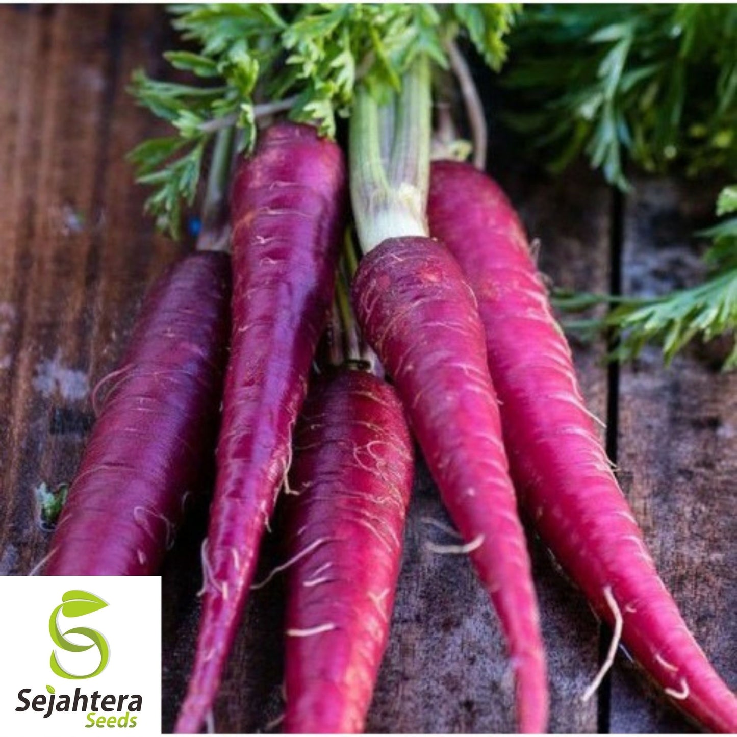 Cosmic Purple Carrot Seeds 500+ | NON-GMO Heirloom Vegetable Garden USA