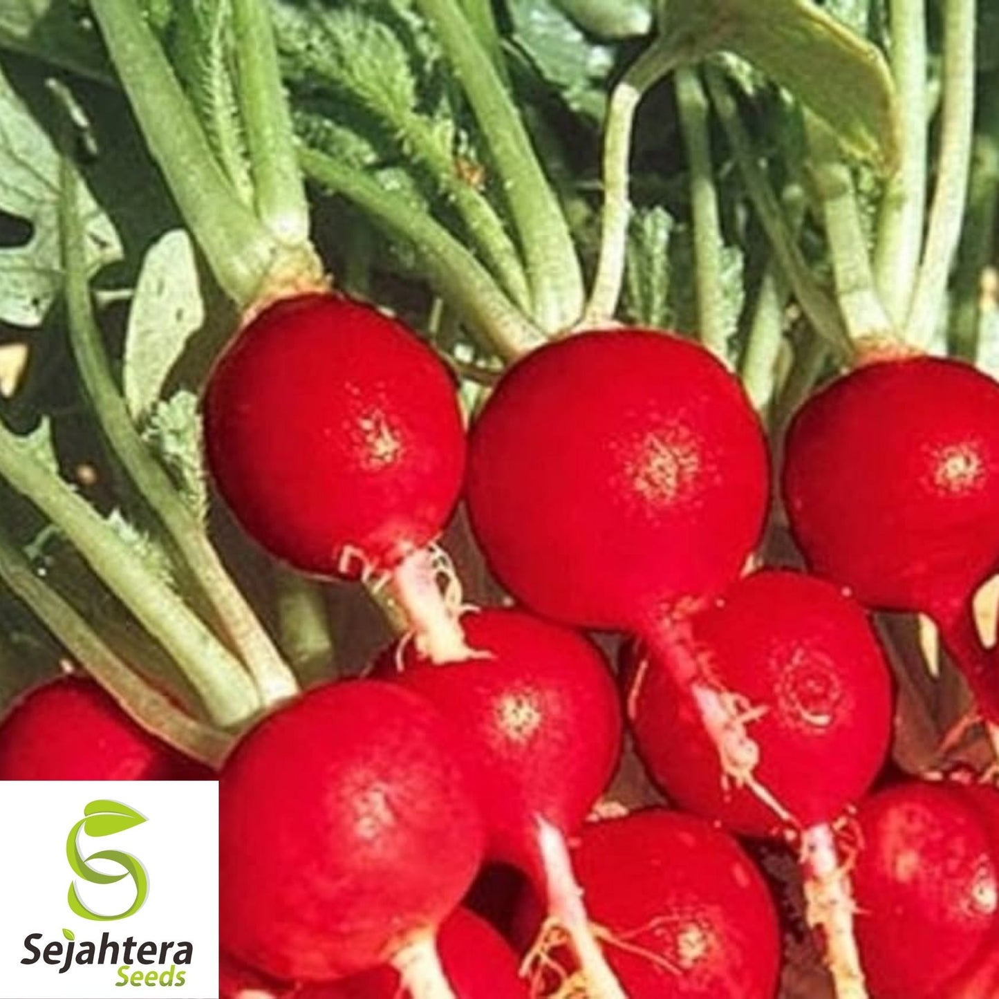 Champion Radish Seeds 250 Ct | Heirloom Vegetable Garden NON-GMO USA
