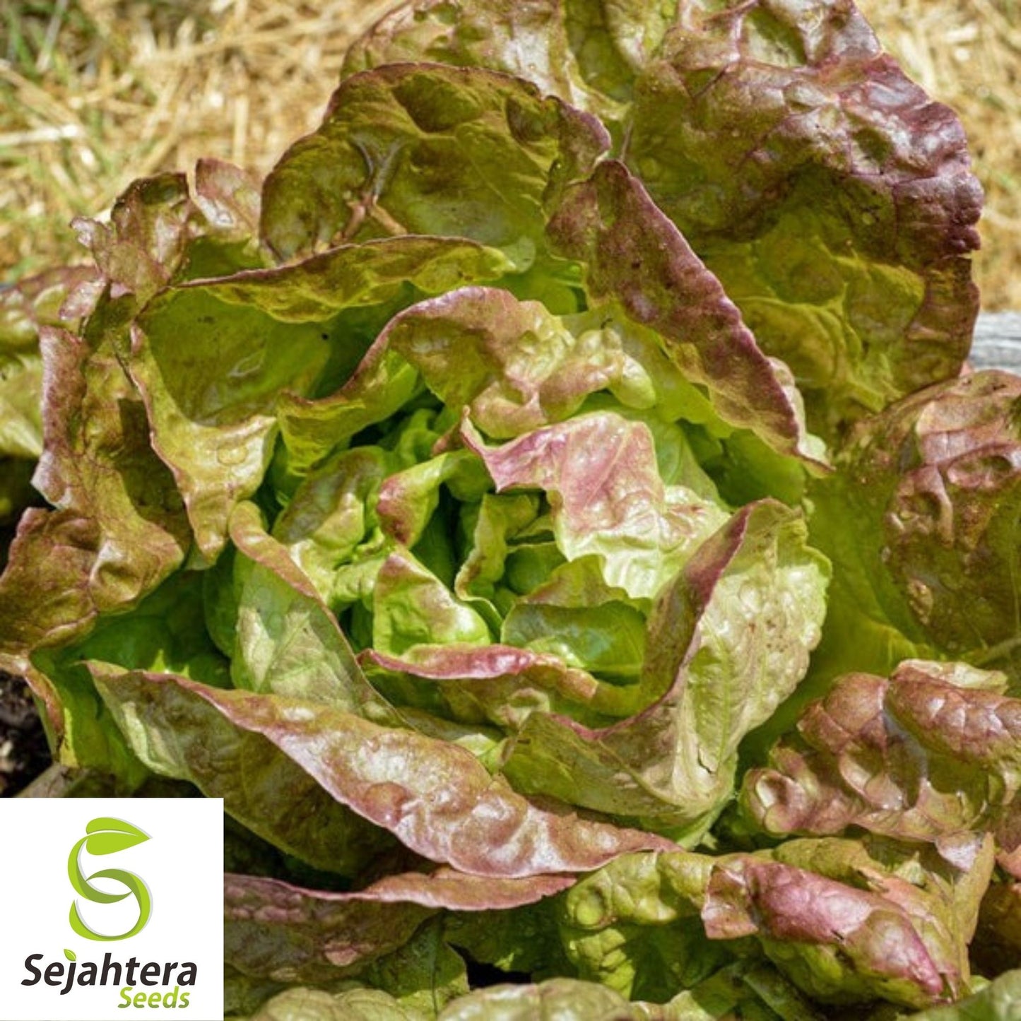 Lettuce Seeds 600+ | Merveille des Quatre Saisons French Heirloom NON-GMO