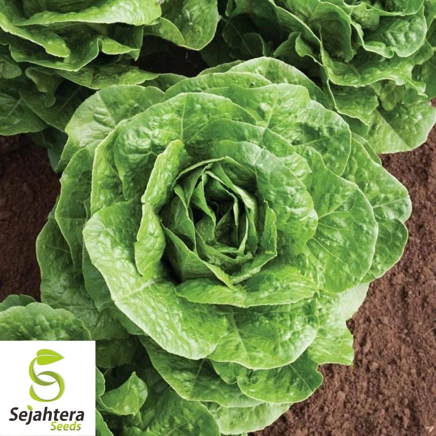 1000 Summer Bibb Lettuce Seeds - Non-GMO, Tender & Crisp Greens