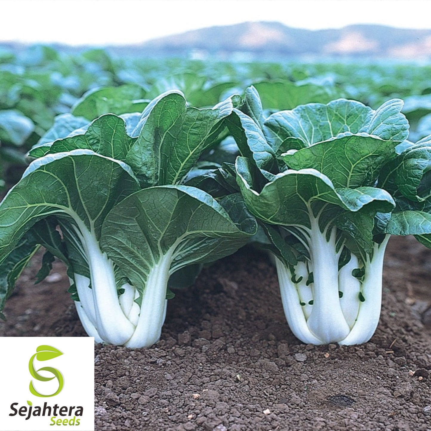 Pak Choi Extra Dwarf White Stem Seeds - 1000+ Heirloom - Rare & Non-GMO