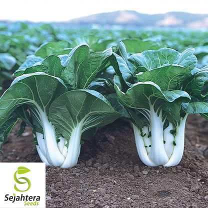 Pak Choi Extra Dwarf White Stem Seeds - 1000+ Heirloom - Rare & Non-GMO