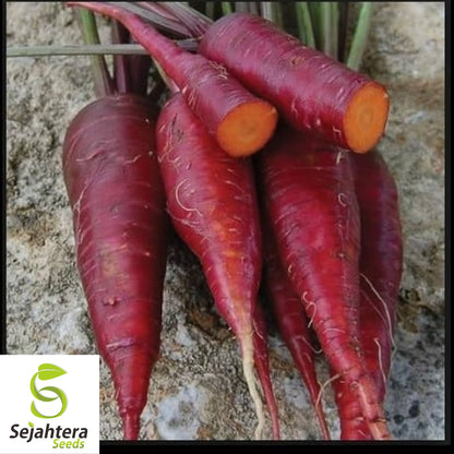 Purple Dragon Carrot Seeds - 100+ Heirloom, Organic, Non-GMO & Rare