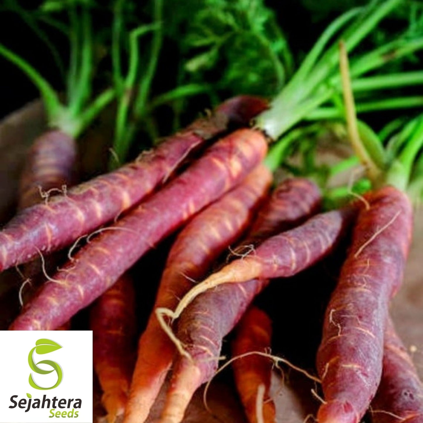 Cosmic Purple Carrot Seeds 500+ | NON-GMO Heirloom Vegetable Garden USA
