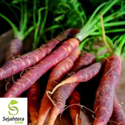 Cosmic Purple Carrot Seeds 500+ | NON-GMO Heirloom Vegetable Garden USA