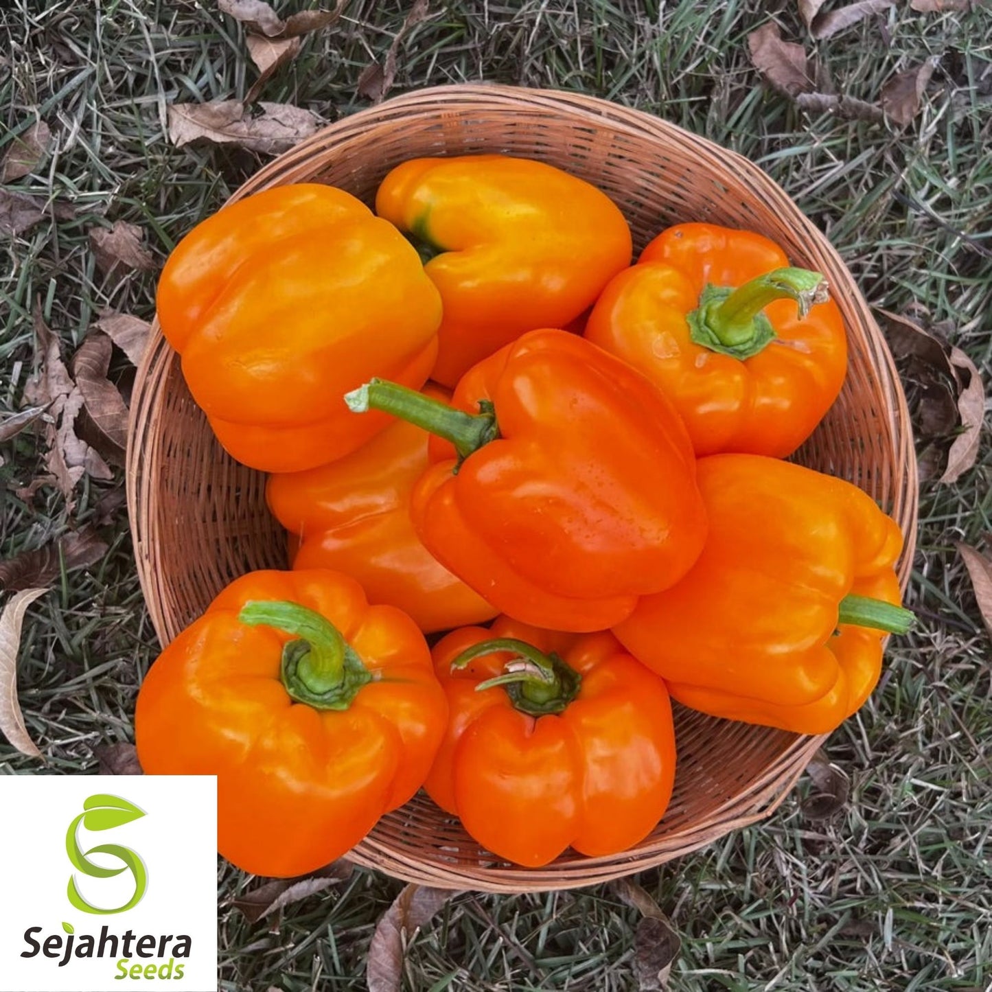 Coral Bell Orange Sweet Pepper Seeds 30+ | NON-GMO Vegetable Garden USA