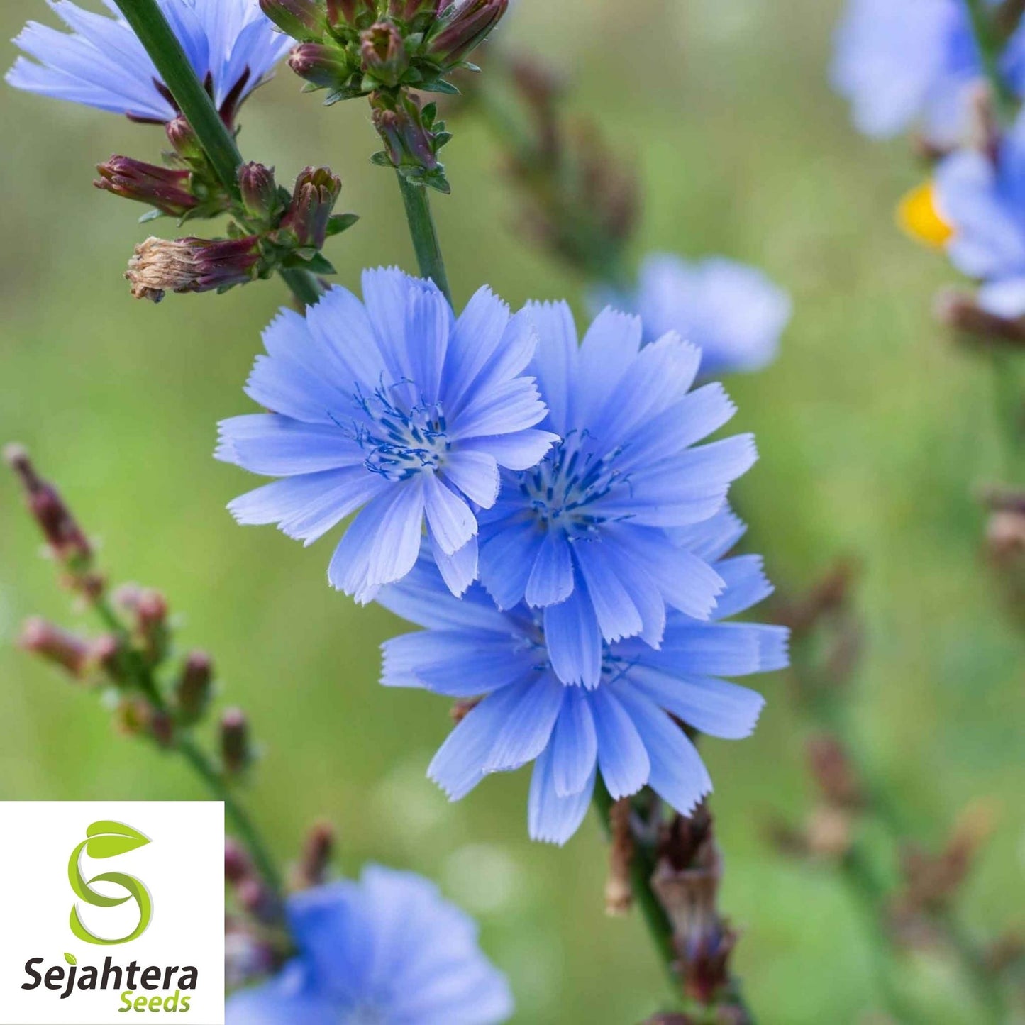 Chicory Cichorium intybus Seeds 300+ | Blue Dandelion NON-GMO Herb USA