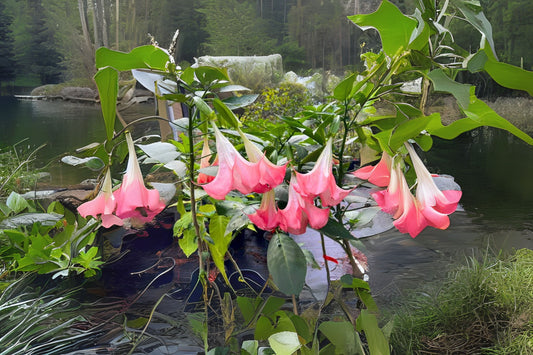 Brugmansia Live Plant - Butterfly Pink Angel Trumpet - Fragrant Bloom - Starter Size - Brugmansia spp. - Tropical Garden Plant