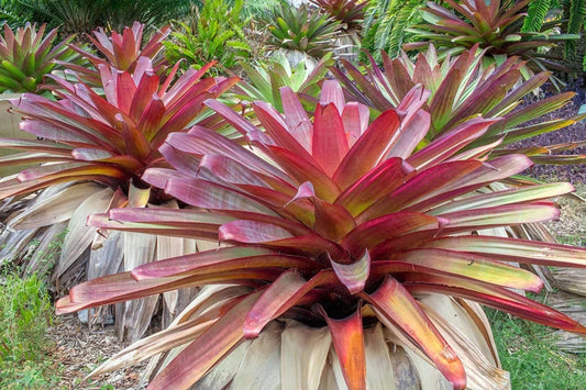 Alcantarea Imperialis Red 9" Pot - Bromeliad Plant with Large Green Foliage & Red Underside - Alcantarea Imperialis ‘Red’