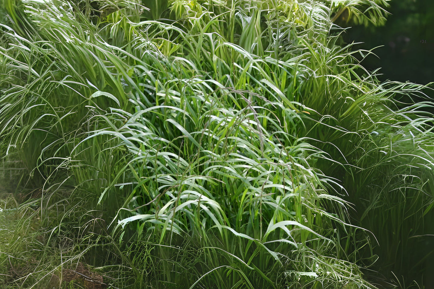 Annual Ryegrass Rye Grass Rye-grass Ryegrass (Lolium multiflorum)