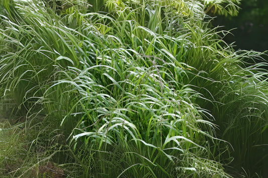 Annual Ryegrass Rye Grass Rye-grass Ryegrass (Lolium multiflorum)
