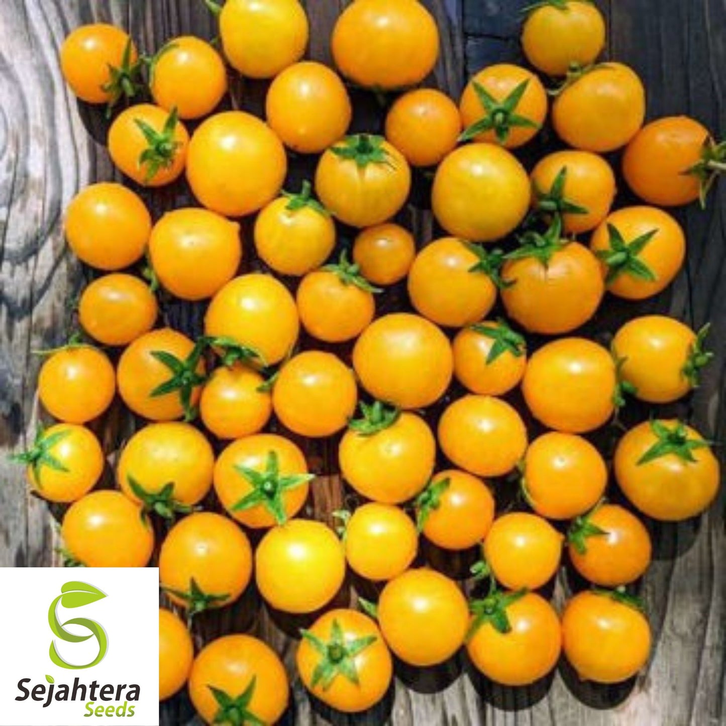 15 Golden Hour Micro Dwarf Tomato Seeds - Non-GMO, Compact & Sweet Variety