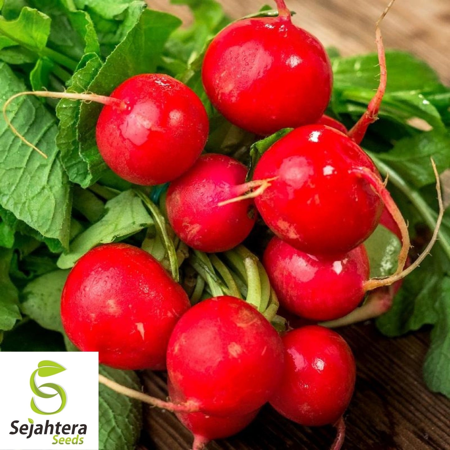 Champion Radish Seeds 250 Ct | Heirloom Vegetable Garden NON-GMO USA