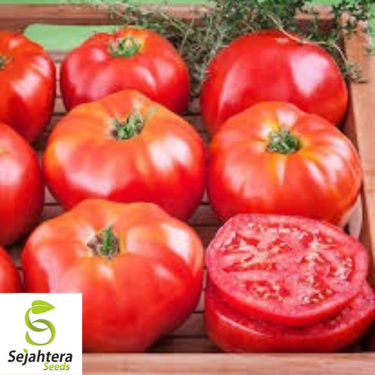 Ace 55 Tomato Seeds - 120+ Heirloom - Low Acid & Juicy - Non-GMO & Fresh
