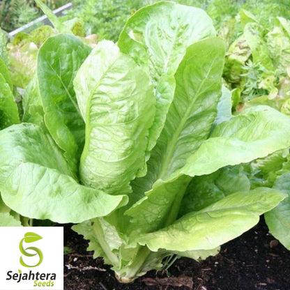 1000 Summer Bibb Lettuce Seeds - Non-GMO, Tender & Crisp Greens