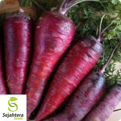 Purple Dragon Carrot Seeds - 100+ Heirloom, Organic, Non-GMO & Rare
